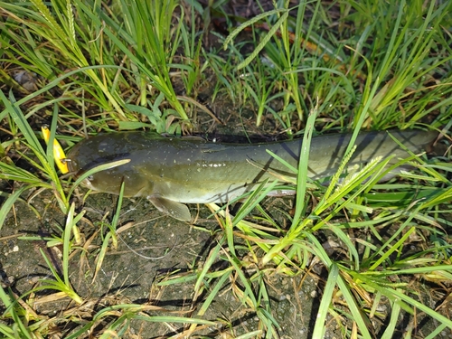 ナマズの釣果