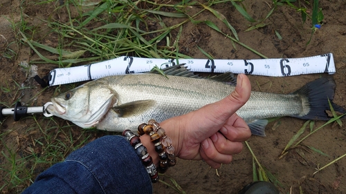 スズキの釣果