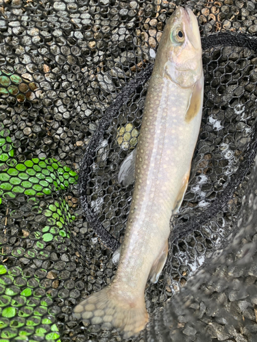 イワナの釣果