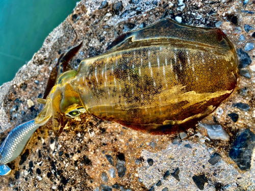 アオリイカの釣果