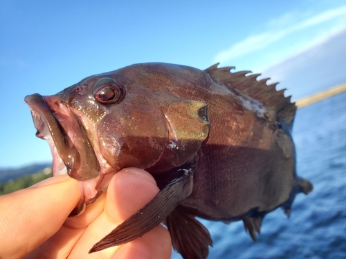 アオハタの釣果