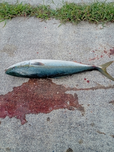 ワラサの釣果