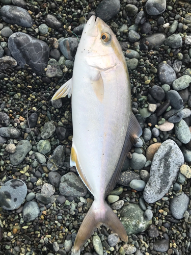 ショゴの釣果