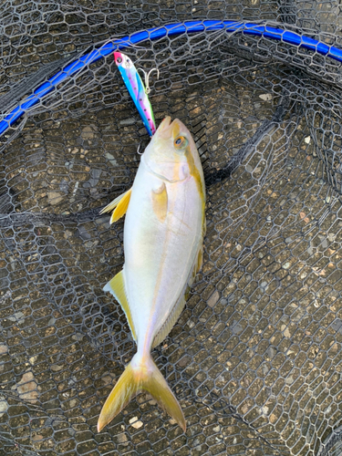 ショゴの釣果