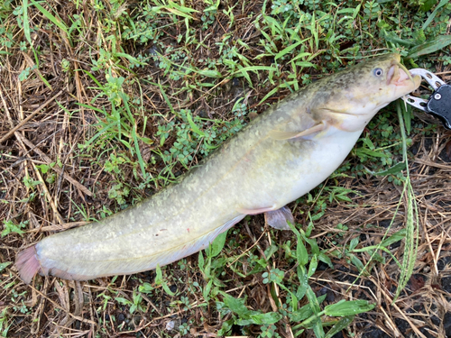 ナマズの釣果