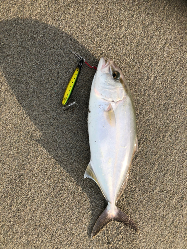 ショゴの釣果