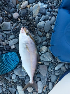 ショゴの釣果