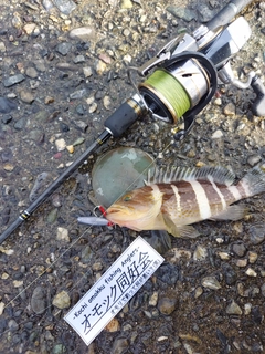 アオハタの釣果