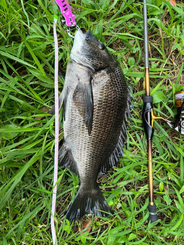 チヌの釣果