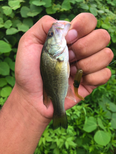 ブラックバスの釣果