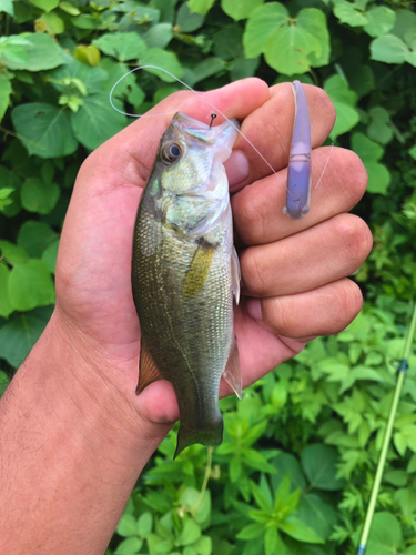 ブラックバスの釣果