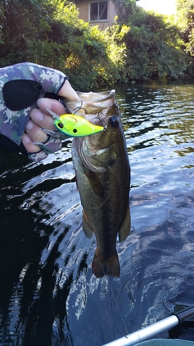 ブラックバスの釣果