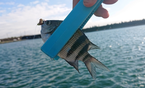 オヤビッチャの釣果