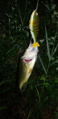 ブラックバスの釣果