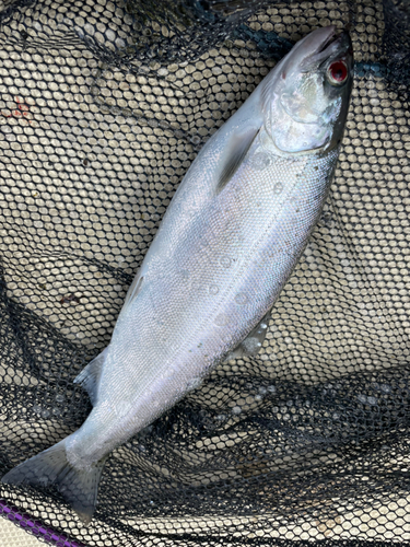 ビワマスの釣果