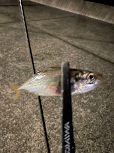 マアジの釣果