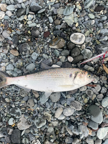 コノシロの釣果