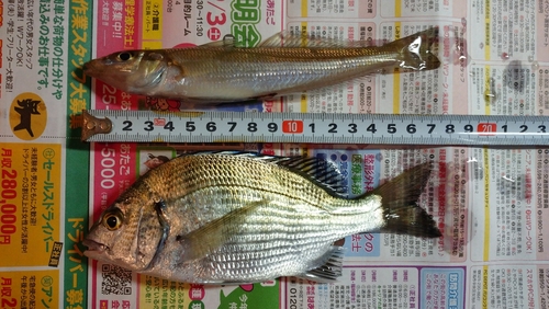 シロギスの釣果