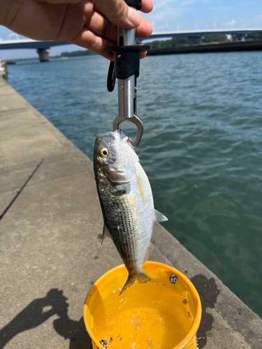 コノシロの釣果