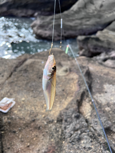 キスの釣果