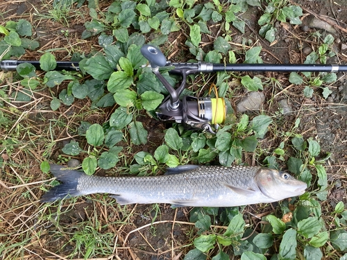 ニゴイの釣果