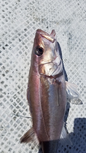 アラの釣果