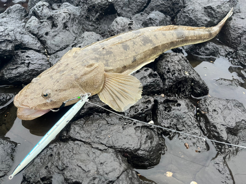 マゴチの釣果