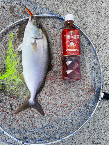 ショゴの釣果