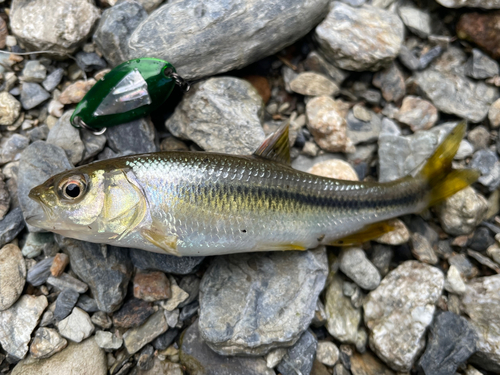 カワムツの釣果