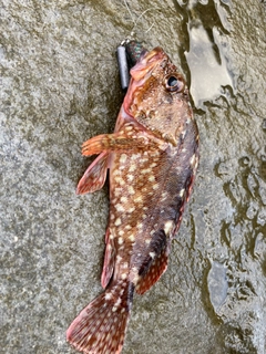 カサゴの釣果