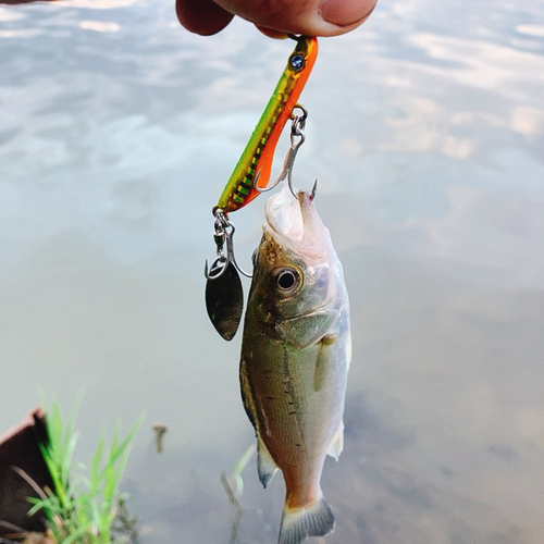 スズキの釣果