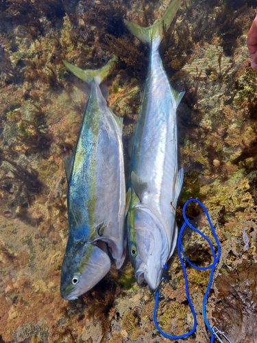 ワラサの釣果