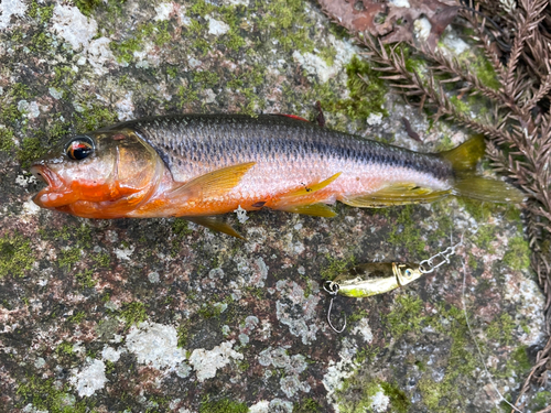 カワムツの釣果