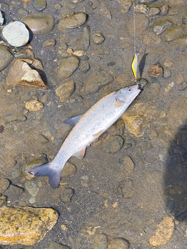 ウグイの釣果