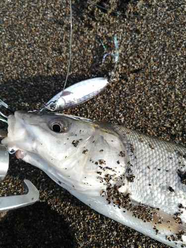 ウグイの釣果