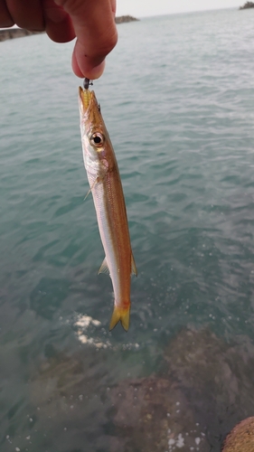 カマスの釣果