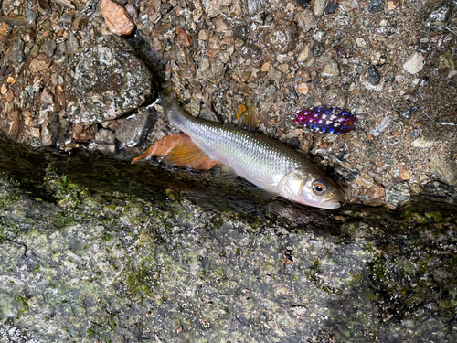 カワムツの釣果