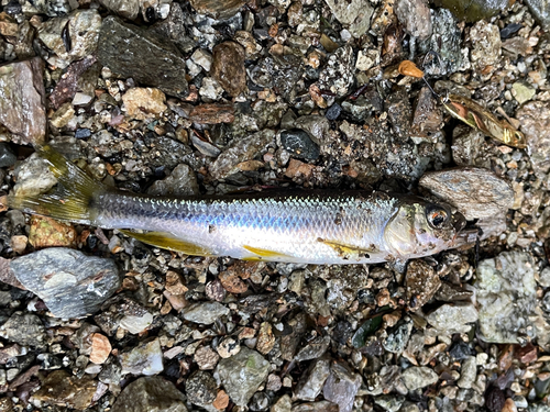 カワムツの釣果