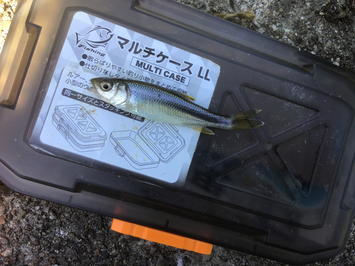 カワムツの釣果