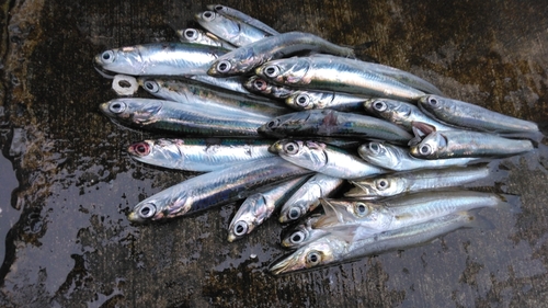 カタクチイワシの釣果