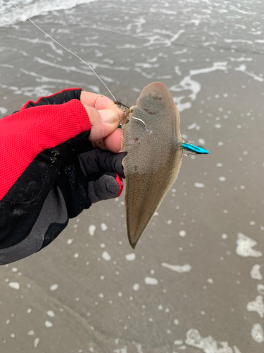 シタビラメの釣果