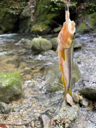 カワムツの釣果