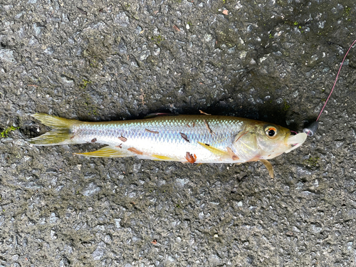 カワムツの釣果