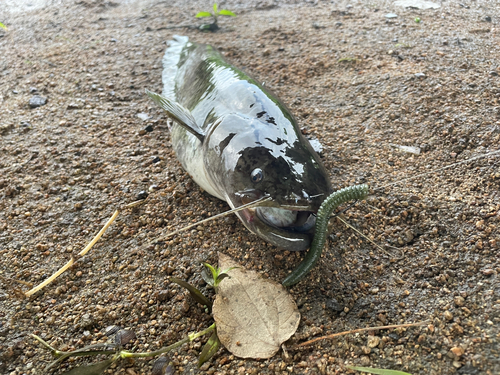 ナマズの釣果