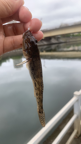 ハゼの釣果