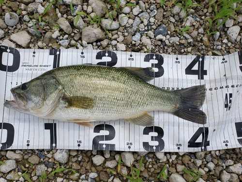 ブラックバスの釣果