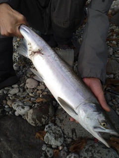 カラフトマスの釣果