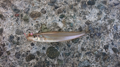 キスの釣果