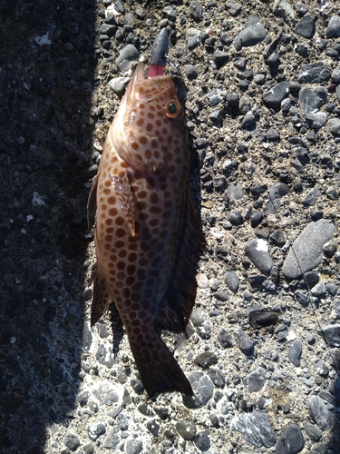 オオモンハタの釣果