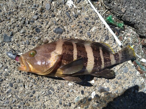 アオハタの釣果